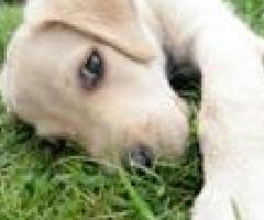 Hollybarn Dog Training & Boarding