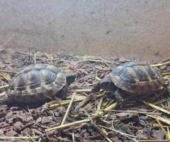 Tortoise