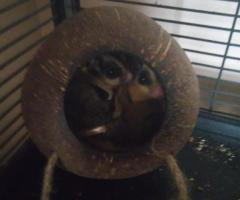 Sugar gliders